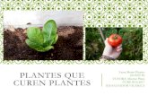 Plantes que curen plantes