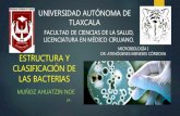 Estructura y Clasificación Bacteriana // Antecedentes históricos // Genética y Metabolismo Bacteriano.
