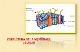 Clase 3 biologia bi estructura de la membrana celular