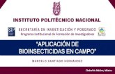 Aplicación de Bioinsecticidas en Campo.