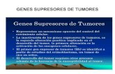 16.0.2 genes supresores de tumores