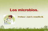 Grupos de microbios