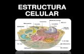 Celula su estructura y reproducción