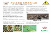 PULGON AMARILLO - producetamaulipas.net importante/boletin_pulgon_sorgo.pdf · nuevo biotipo del pulgon amarillo que ataca a la Caña de azucar, o ser ... en toda la Costa Este, incluyendo