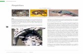Reptiles - CICY.mx · PDF filey conservación de las tortugas marinas o campamentos tor-tugueros. Por mencionar a los principales, tenemos los cam