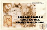 ORGANIZACIÓN BÁSICA DEL CUERPO HUMANO - … organizacion basica... · •Estructura y función tisular •Órganos y sistemas ... UD 1.- ORGANIZACIÓN BÁSICA DEL CUERPO HUMANO