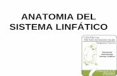 ANATOMIA DEL SISTEMA LINFÁTICO - …aprendeenlinea.udea.edu.co/.../1-anatomia-del-sistema-linfatico.pdf · ANATOMIA DEL SISTEMA LINFÁTICO. SISTEMA ARTERIAL Y ... Cabeza y Cuello: