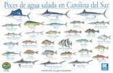 Peces de agua salada en Carolina del Sur - dnr.sc.gov armado Silver Perch Ronco amarillo Spanish Mackerel Carite Atlántico Ladyfish Malacho Atlantic Croaker Gurrubata Spotted Seatrout