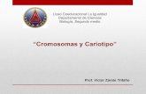 “Cromosomas y Cariotipo” · PDF filecromosomas homólogos es distinto al resto, ... (hombre XY y mujer XX) ... donde solo hay un cromosoma X (45, X o 45 X0)