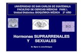 UNIVERSIDAD DE SAN CARLOS DE GUATEMALA · PDF fileadrenogenital: modificación del desarrollo de los genitales de una niña, por el efecto de hormonas androgénicas. MINERALOCORTICOIDES.