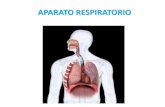 APARATO RESPIRATORIO - Ciencias de la Naturaleza | · PDF fileAparato Respiratorio: • Es el encargado del intercambio de gases con el exterior: • Toma oxígeno del aire y lo cede