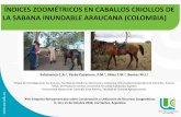 ÍNDICES ZOOMÉTRICOS EN CABALLOS CRIOLLOS DE · PDF fileÍndice facial (IFA) = (ancho de cara/ longitud de cara) x 100 ... El caballo criollo araucano presenta parecido fenotípico