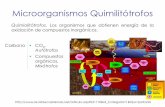 Microorganismos Quimilitótrofos - depa.fquim.unam.mxdepa.fquim.unam.mx/amyd/archivero/U3b_Microorganismos... · Microorganismos Quimilitótrofos Reacción de oxidación Tipo de quimiolitótrofo