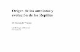 Origen de los amniotos y evolución de los Reptiles · PDF fileDentro de los Tetrápodos vivientes (modernos) hay dos grupos , los anfibios y los amniotos. Los amniotos comprenden