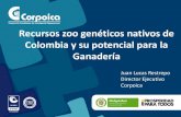 Recursos zoo genéticos nativos de Colombia y su potencial ... · PDF fileVentajas comparativas del uso de F1 CI Motilonia HxCCC Carne ... poblaciones de ganado criollo (Tibaitata)