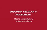 BIOLOGIA CELULAR Y MOLECULAR - Introducción a la ...ibcm.blog.unq.edu.ar/wp-content/uploads/sites/8/2013/03/MATRIZ.pdf · BIOLOGIA CELULAR Y MOLECULAR . Figura 19-1 Biología molecular