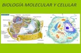 BIOLOGÍA MOLECULAR Y CELULARecaths1.s3.amazonaws.com/molecularuader/Citoesqueleto 2010.pdf · BIOLOGÍA MOLECULAR Y CELULAR. Citoesqueleto y movimiento celular. ... EN LA CELULA.