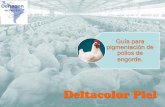 Guía para pigmentación de pollos de · PDF fileLas aves de corral saludables absorben carotenoides de su dieta ... es una fuente natural de estos carotenoides ... eva.venezuela@deltagengroup