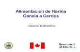 Alimentación de Harina Canola a Cerdos - agric.gov.ab.caFILE/alimentacion-harina-canola-cerdos.pdf · alimentarse a niveles altos a cerdos de crecimiento y engorda si las dietas