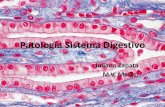 Patología Sistema Digestivo · PDF fileRetraso en la renovación epitelial. 4. ... Neoplasia, hongos. Enfermedad hepática. Insuficiencia renal. Estrés ... Maligna Mycobacterium