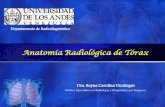 Anatomía Radiológica de Tórax - medic.ula.ve · PDF fileProyecciones Radiológicas. Proyección Postero-Anterior (PA) Objetivo Obtener una radiografía posteroanterior del tórax