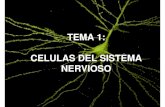 TEMA 1: CELULAS DEL SISTEMA NERVIOSO - udc.gal 1.pdf · se pueden diferenciar cuatro partes: 1) cuerpo celular o soma 2) ... en el que el axón se ramifica se divide ... Sistema Nervioso