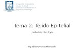 Tema 2: Tejido Epitelial · PDF fileFUNCIONES DEL TEJIDO EPITELIAL: • Protección de los tejidos subyacentes del cuerpo de abrasiones y lesiones. • Transporte transcelular de moléculas