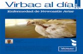 Enfermedad de Newcastle Aviar - webveterinaria.comwebveterinaria.com/virbac/news16/aves.pdf · evolucionado hasta convertirse en virus virulento que contiene determinados aminoácidos