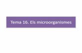 Tema 16. Els microorganismes - Colegio Virgen del Carmen 16. Els... · Actualment, la distribució dels microorganismes en regnes és la següent: • Regne monera, format per organismes
