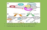 Presentación de PowerPoint - Biologia Molecular 2008biolmol.fcien.edu.uy/materiales/Clase2TransEucBM09EC.pdf · → Control de la transcripción elementos CIS y TRANS → Control