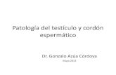 Patología del testículo y cordón espermático - medicos.cr 2013/Presentaciones de Urolo… · Hidrocele Quiste de epidídimo (espermatocele) Quiste de Cordón Varicocele Torsión