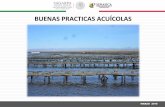 BUENAS PRACTICAS ACUÍCOLAS - gob.mx PRACTICAS... · La Ley General de Pesca y Acuacultura Sustentables ... BUENAS PRACTICAS DE PRODUCCIÓN ACUÍCOLA Conjunto de procedimientos, condiciones,