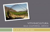 Vitivinicultura - Páginas Web Educativas :: Iniciosgpwe.izt.uam.mx/files/users/uami/jrvc/enologia/Vitivinicultura_BC... · La viticultura esta dirigida en un 100% a la producción