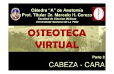 Parte 2 CABEZA - CARA - Universidad Nacional de La Plata CABEZA - CARA.pdf · Universidad Nacional de La Plata Parte 2 CABEZA - CARA. ... 14 15 16 CABEZA (Vista ántero-lateral) 1-