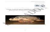 Plan de Acción de especies individuales para la Tortuga · PDF filePNUMA/CMS/COP11/Doc.23.2.2/Rev.1 1 7 de noviembre de 2014 Plan de Acción de especies individuales para la Tortuga