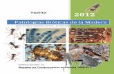 Patologías Bióticas de la Madera · PDF fileUniversidad del Bio Bio-Concepcion-Chile De los Bosques Templados de Chile , a la Selva Atlantica de Misiones . Magister en Construcciones