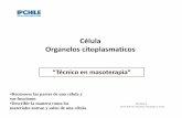 Célula Organelos citoplasmaticos - Bio edu ciencia · PDF file•Reconocer las partes de una célula y sus funciones ... M. O fagocitados, desechos celulares, células, organelos