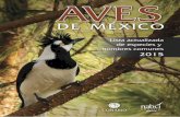 Aves de México: lista actualizada ... - biodiversidad.gob.mxbiodiversidad.gob.mx/.../scripts_aves/docs/checklist_aves_mexico_20… · Aves de México Lista actualizada de especies