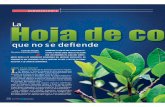 La que no se defiende - cedib. · PDF fileLa que no se defiende ¿Qué es la Coca?L a palabra coca deriva de la lengua aymara y signifi - ca “planta” o “árbol”, también se