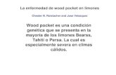 La enfermedad de wood pocket en limones (Chester ...concitver.com/archivosenpdf/enfermedadwoopocket.pdf · seccionada la madera tenía otro color como se ... enfermedades virales
