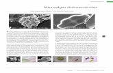Microalgas dulceacuícolas - CICY.mx · PDF fileEspecies I Biodiversidad y Desarrollo Humano en Yucatán BIODIVERSIDAD 165 L as microalgas son un conjunto de microorganismos -en su