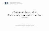 Apuntes de Neuroanatomía - med.ufro.cl · PDF filenúcleos del tronco encefálico: ¿Qué es más severo, una lesión de la sustancia gris o una lesión que comprometa la sustancia