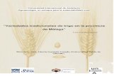 “Variedades tradicionales de trigo en la provincia de Málaga” · PDF fileLes estoy muy agradecida igualmente a Isabel y Paco, ... De este modo se articulan los conocimientos y