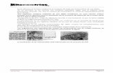 Mitocondria Catabolismo Página - · PDF fileJosé Seijo Ramil Mitocondria Catabolismo Página 2 Estructura Membrana limitante externa, muy permeable, similar a las del R.E. Contiene