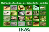 Clasificación del modo de acción de insecticidas y · PDF fileIntroducción La clasificación de modos de acción (MdA) de IRAC proporciona a los agricultores, productores, técnicos