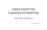 ORDEN HEMIPTERA SUBORDEN HETEROPTERAecaths1.s3.amazonaws.com/zoologiaagricolaunt/1860107826.ORDEN...Hematófaga (vinchuca) Ectoparásito (chinche de cama) ... Familia: Coreidae •Presentan