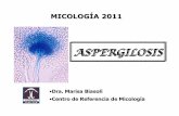 Presentacion Aspergilosis 2011-imprimir · especies de Aspergillus que han causado la enfermedad en los seres humanos .. ... globosas, 2 hileras de fialides , conidios peque ños,