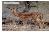 Hembra adulta de impala, la especie más abundante entre … · Mucho antes del pensamiento conservacionista, del mo-vimiento ecologista y de la educación ambiental, ... La corriente