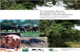 Grupo Especialista de la CSE/UICN en Cerdos, Pecariesatrium.tapirs.org/documents/bibliofile_20090616134207_TaberEtAl... · iii DEDICACIÓN Dedicamos este informe a los científicos