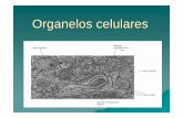 Organelos celulares - tae.edu.mxtae.edu.mx/tae/images/preparatoria/Coordinaciones/Biologia/Bio... · Proteínas de canal: son poros o canales que varían de tamaño y forma, son selectivas.